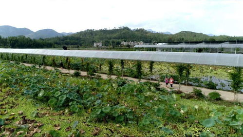 走向我們的小康生活丨賴新民 以產業融合發展助推鄉村振興