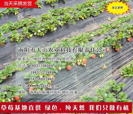 南陽草莓園 大山生態(tài)園過年吃草莓 南陽草莓園草莓苗