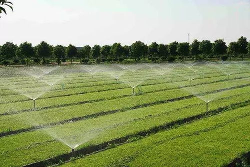 發(fā)展有機(jī)農(nóng)業(yè)是食品安全和營養(yǎng)改善的根本保障